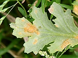 Puccinia lagenophorae Cooke